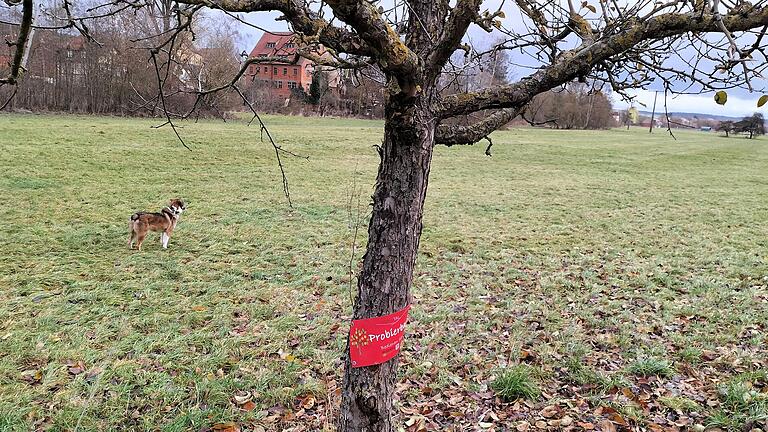 Die Stämme der Probierbäume entlang der Streu bei Stockheim sollen mit Maschendraht gegen Biberverbiss geschützt werden.