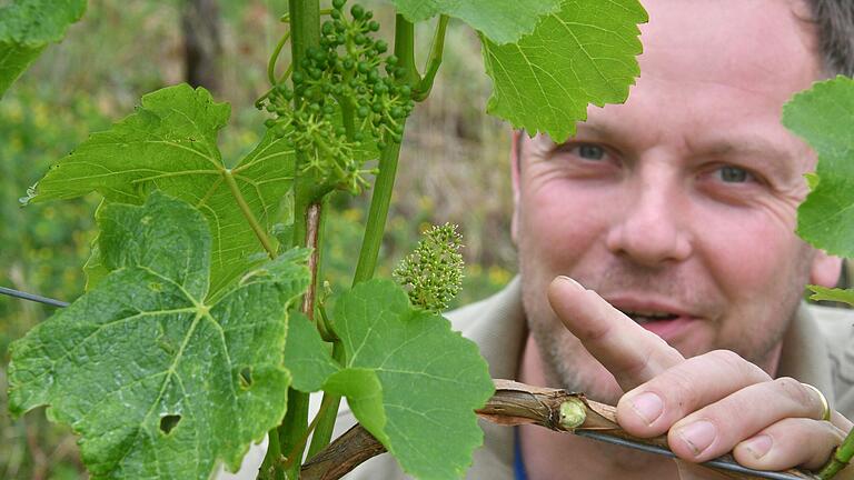 An einer Silvanerrebe zeigt Winzer Matthias Stumpf aus Frickenhausen die Folgen der Aprilfröste. Während eine Traube bereit fast erbsengroße Beeren hat, blüht die andere gerade erst. An einer Silvanerrebe zeigt Winzer Matthias Stumpf aus Frickenhausen die Folgen der Aprilfröste. Während eine Traube bereit fast erbsengroße Beeren hat, blüht die andere gerade erst.