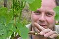 An einer Silvanerrebe zeigt Winzer Matthias Stumpf aus Frickenhausen die Folgen der Aprilfröste. Während eine Traube bereit fast erbsengroße Beeren hat, blüht die andere gerade erst.