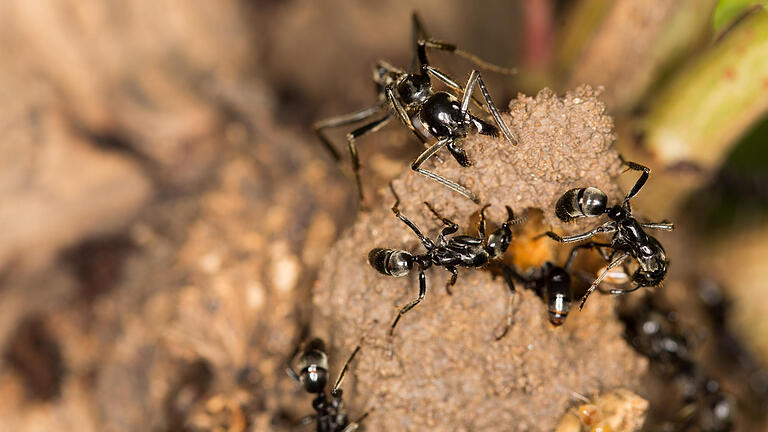 Ameisen       -  Die Matabele-Ameisen an der afrikanischen Elfenbeinküste greifen ein Termitennest an. Bei den Kämpfen werden viele Insekten verletzt. Wie die Ameisen ihre verletzten Artgenossen retten, das erzählt der Biologe Erik Frank den kleinen Zuhörerinnen und Zuhörern bei der Kinderuni.