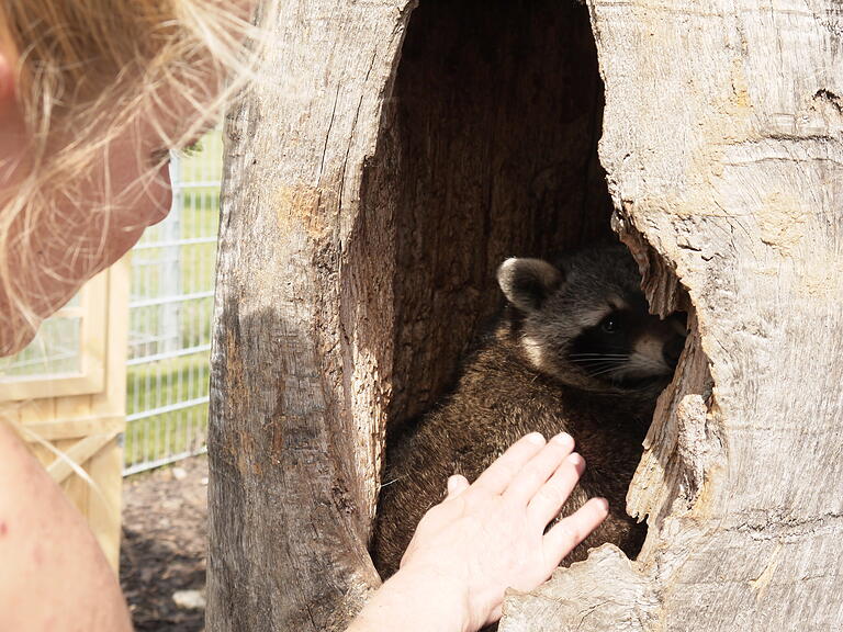 Waschbär Matze hat in einem hohlen Baumstamm einen Rückzugsort für sich gefunden.