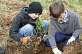 In die rund 15 Zentimeter tiefen Löcher wurden bei Aufforstungsaktion der Gruppe 'Spessartbaum' kleine Bäume gesetzt, die dem Klimawandel trotzen sollen.