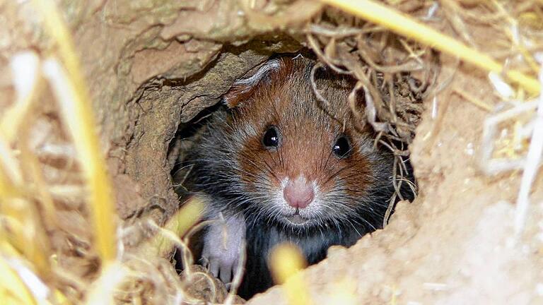 eldhamster bleibt „Sorgenkind“: Letzte natürliche Vorkommen im Land sind im Main-Tauber-Kreis Feldhamster waren in Baden-Württemberg bis weit in die zweite Hälfte des 20. Jahrhunderts hinein noch recht häufig und weit verbreitet. Seither sind die Bestände aber derart eingebrochen, dass aktuell nur noch zwei vom Aussterben bedrohte Restvorkommen im Land existieren, eine davon im Main-Tauber-Kreis. eldhamster bleibt „Sorgenkind“: Letzte natürliche Vorkommen im Land sind im Main-Tauber-Kreis Feldhamster waren in Baden-Württemberg bis weit in die zweite Hälfte des 20. Jahrhunderts hinein noch recht häufig und weit verbreitet. Seither sind die Bestände aber derart eingebrochen, dass aktuell nur noch zwei vom Aussterben bedrohte Restvorkommen im Land existieren, eine davon im Main-Tauber-Kreis.