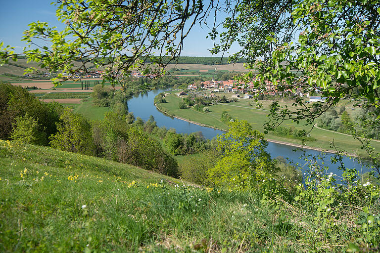 Der Blick von der Haltestelle der Mainschleifenbahn oberhalb von Escherndorf ist beeindruckend. Von Zeit zu Zeit fährt ein Binnenschiff vorbei. Oder die Fähre bei Fahr bringt ein paar Radfahrer über den Main. Die Wiese bietet viel Platz für eine Rast mit Mainschleifenpanorama. Der Blick von der Haltestelle der Mainschleifenbahn oberhalb von Escherndorf ist beeindruckend. Von Zeit zu Zeit fährt ein Binnenschiff vorbei. Oder die Fähre bei Fahr bringt ein paar Radfahrer über den Main. Die Wiese bietet viel Platz für eine Rast mit Mainschleifenpanorama.