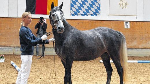 Spitze in Bayern: Vorführerin Christina Reuß mit der siegreichen Connemara-Ponystute „Sternbergs Malena“ aus Vögnitz bei der Präsentation vor den Richtern in München-Riem, die ihr den Titel der bayerischen Staatsprämienanwartschaft verliehen. Spitze in Bayern: Vorführerin Christina Reuß mit der siegreichen Connemara-Ponystute „Sternbergs Malena“ aus Vögnitz bei der Präsentation vor den Richtern in München-Riem, die ihr den Titel der bayerischen Staatsprämienanwartschaft verliehen.