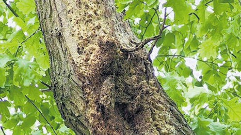 Eines der gefährlichen Gespinstnester des Eichenprozessionsspinners im Hörnauer Wald. Darin bleiben die Gift- oder Brennhaare der Raupen zurück. Sie können allergische Reaktionen bis hin zum Asthmaanfall auslösen.