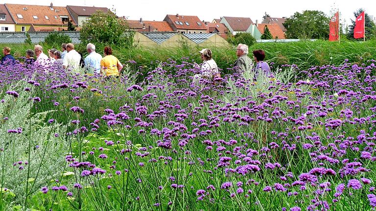 Gartenschau-Zeit in Kitzingen: Vor zehn Jahren schlängelten sich die Besucher durch das 'Hohe Eiskraut' vor dem Etwashäuser Gärtnerviertel. Gartenschau-Zeit in Kitzingen: Vor zehn Jahren schlängelten sich die Besucher durch das 'Hohe Eiskraut' vor dem Etwashäuser Gärtnerviertel.