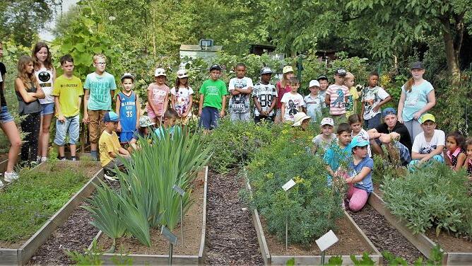 Die Heilpflanzen-Expertin Karin Kissel scharte die AWO-Schulhort-Kinder im Strabo-Garten um sich, um ihnen die Bedeutung der Heilkräuter zu vermitteln. Die Heilpflanzen-Expertin Karin Kissel scharte die AWO-Schulhort-Kinder im Strabo-Garten um sich, um ihnen die Bedeutung der Heilkräuter zu vermitteln.