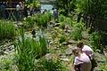 Die Kinder sind fasziniert von den Kleinlebewesen im Gartenteich.Foto: Arthur Stollberger       -  Die Kinder sind fasziniert von den Kleinlebewesen im Gartenteich.Foto: Arthur Stollberger