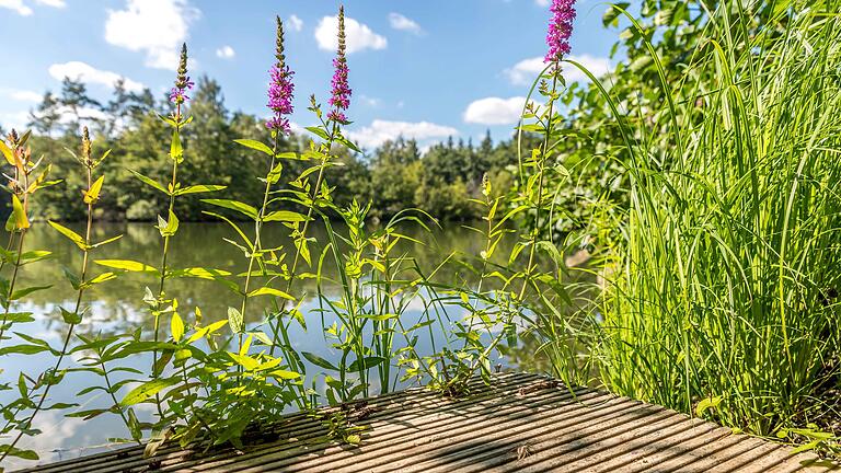 Unterwegs auf der Wanderrunde 'Verwunschen verwunschen' zwischen Schwebheim und Grafenrheinfeld im Landkreis Schweinfurt. Der vier Hektar große Senftenhofsee am Rande des Naturschutzgebietes liegt idyllisch mitten im Wald.