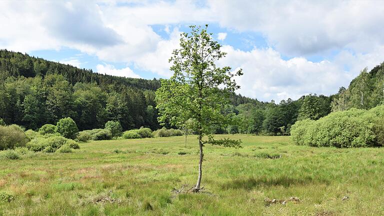 Das Naturschutzgebiet Hafenlohrtal ist rund 70 Hektar groß. Das Naturschutzgebiet Hafenlohrtal ist rund 70 Hektar groß.