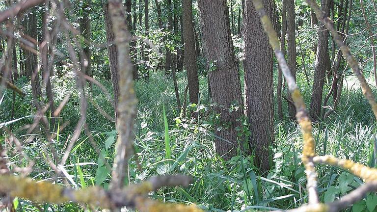 Wertvoll: Der Erlenbruchwald beherbergt zahlreiche seltene Vogelarten.