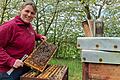 Dorothea Heiser von der Imkerei Heiser in Lengfurt zeigt, wie sich die Bienen im Kasten tummeln.