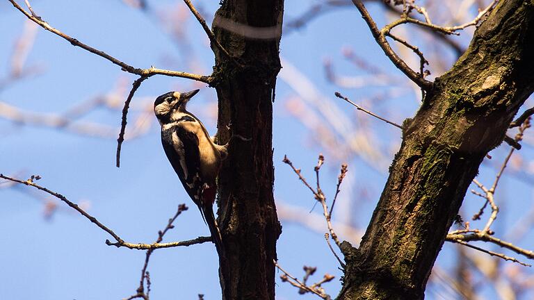 Spechte sind im Wald gern gesehene Gäste, an Häuserfassaden aber eher nicht.