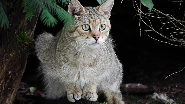 Diese Wildkatze hat sich mal nicht versteckt - Diese Wildkatze hat sich mal nicht versteckt Diese Wildkatze hat sich mal nicht versteckt - Diese Wildkatze hat sich mal nicht versteckt