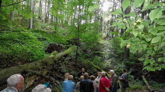 Kein Urwald, aber ein naturnaher Wald: Bei einer Führung durch das Naturwaldreservat Böhlgrund durften die Wanderfreunde in die Grundlagen einer naturnahen Waldwirtschaft eintauchen. Kein Urwald, aber ein naturnaher Wald: Bei einer Führung durch das Naturwaldreservat Böhlgrund durften die Wanderfreunde in die Grundlagen einer naturnahen Waldwirtschaft eintauchen.