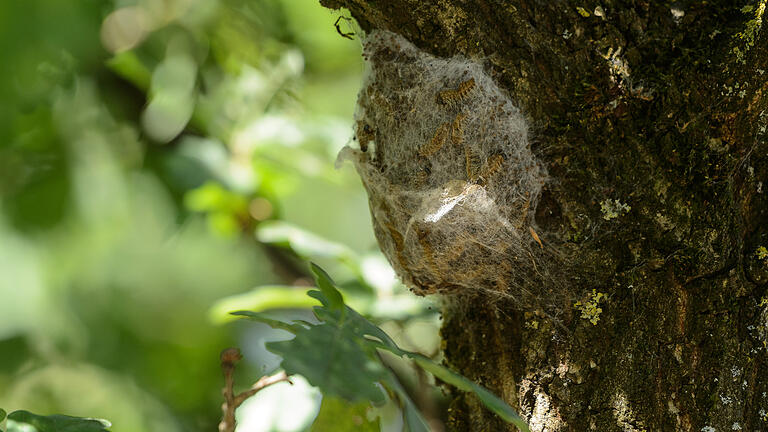 Das Raupengespinnst an der Eiche: Ende Juli ist die Metamorphose der Insekten abgeschlossen und sie werden zu Nachtfaltern – von da an sind sie nicht mehr giftig Foto: Daniel Peter