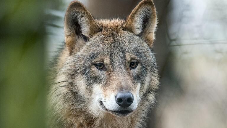 Ende Oktober riss ein Wolf vier Weidetiere in der bayerischen Rhön. Das bestätigte jetzt das Landesamt für Umwelt. Das Symbolbild zeigt ein Tier in einem Gehege in Nordrhein-Westfalen. Ende Oktober riss ein Wolf vier Weidetiere in der bayerischen Rhön. Das bestätigte jetzt das Landesamt für Umwelt. Das Symbolbild zeigt ein Tier in einem Gehege in Nordrhein-Westfalen.