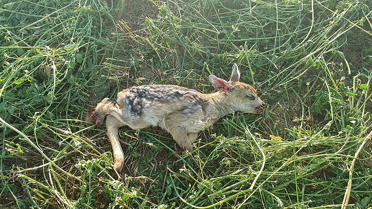 Dieses Rehkitz und ein weiteres wurden im Landkreis Haßberge Ende Mai von einem Mähwerk erfasst und tödlich verletzt.