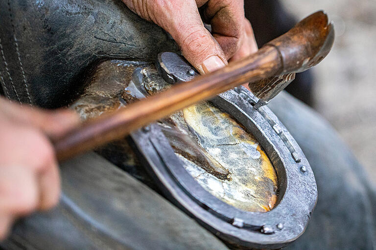 Mit sechs Nägeln, drei auf jeder Seite, wird das neue Eisen am Pferdehuf befestigt.