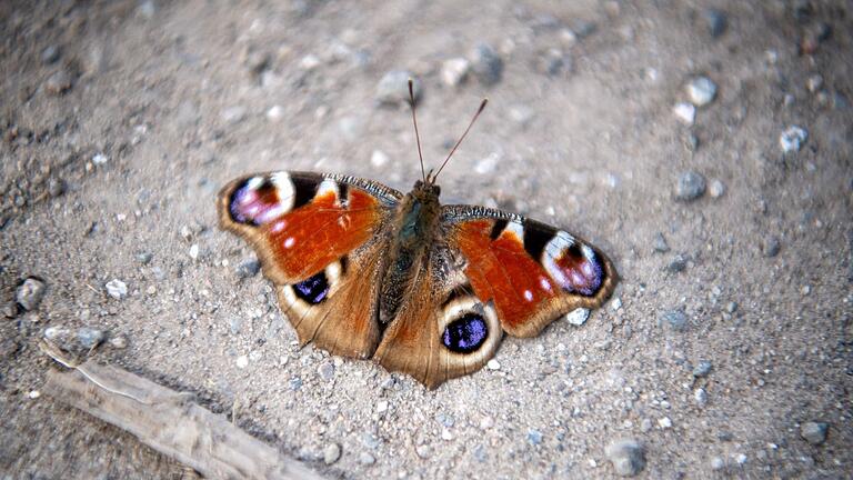 Tagpfauenauge (Inachis io)       -  Verirrt sich ein Schmetterling in der kalten Jahreszeit ins Haus, sollte man ihn in einer Pappschachtel mit Luftlöchern an einem kühlen, dunklen Ort überwintern lassen.
