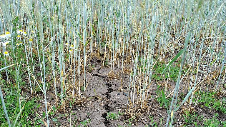 Tiefe Risse: Die Aufnahme stammt zwar aus einem anderen Jahr, aber auch 2018 machte die große Trockenheit im Grabfeld nicht nur den Landwirten zu schaffen.  Archivfoto: Regina Vossenkaul