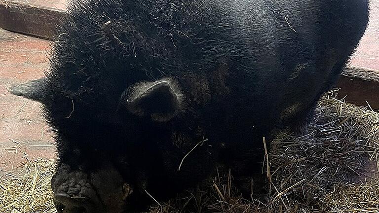 Mini-Schwein Jimmy darf seinen Lebensabend auf der SIHO-Ranch verbringen. Mini-Schwein Jimmy darf seinen Lebensabend auf der SIHO-Ranch verbringen.