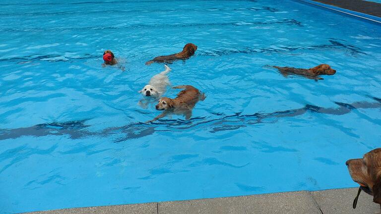 Nicht mehr lange hin, dann können Hunde auch mal eine Runde im Freibad in Eltmann drehen. Nicht mehr lange hin, dann können Hunde auch mal eine Runde im Freibad in Eltmann drehen. 