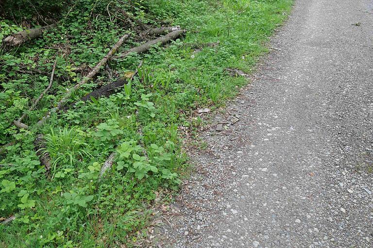 Verdorrte Äste oder abgestorbene Bäume können für Waldbesucher zur Gefahr werden, wenn diese in der Nähe der Waldwege herabstürzen. Die Verkehrssicherungspflicht beschäftigt Gemeinden im Landkreis Würzburg daher zunehmend. Verdorrte Äste oder abgestorbene Bäume können für Waldbesucher zur Gefahr werden, wenn diese in der Nähe der Waldwege herabstürzen. Die Verkehrssicherungspflicht beschäftigt Gemeinden im Landkreis Würzburg daher zunehmend.