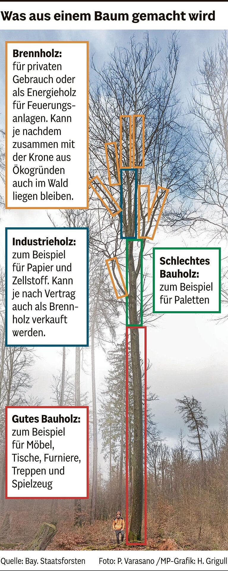 Heizen, Möbel, Papier: Was mit Holz aus Unterfrankens Wäldern geschieht und warum es um Millionen geht