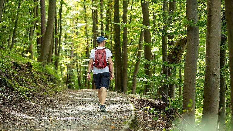 Waldführung in Sailershausen: 'Waldwissen – Forschung und Lehre im Uniwald'