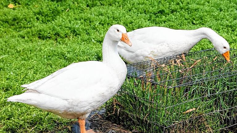 Leben auf dem Kleinen Gnadenhof: Gänse.