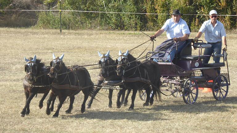 Mit seinem Pony-Vierspänner traute sich Peter Geb von der Reitergruppe Geldersheim im Zweispänner-Wettbewerb mitzufahren – zur Freude der Zuschauer. Die Platzierung war nebensächlich. Im Vordergrund standen die Herausforderung im Parcours und der Fahrspaß mit dem schwer zu lenkenden Gespann.