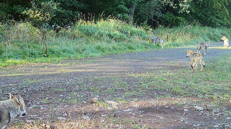 Jetzt ist es amtlich: Einer der jungen Wölfe, die in diesem Jahr in Wildflecken geboren wurden, ist bei einem Autounfall bei Bischofsheim ums Leben gekommen. Das Foto zeigt fünf der sieben Jungtiere.