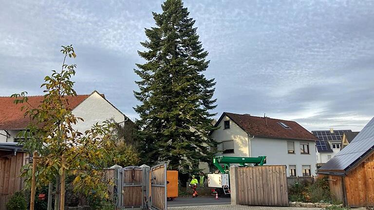 Die Douglasie in der Sulzwiesener Straße in Hausen am Morgen vor ihrem Fällen. Besitzerin Heike Hetterich hat den Baum der Stadt Würzburg selbst angeboten.