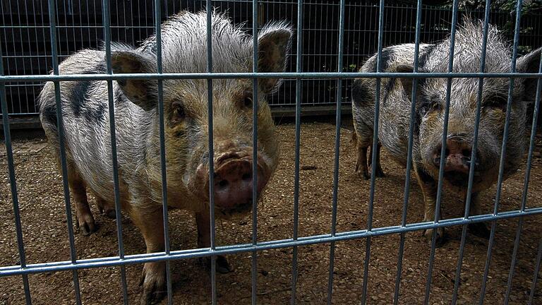 Arme Schweine: Bella und Paula, zwei Therapietiere im Kurgebiet von Bad Kissingen, werden wohl dem Baurecht weichen müssen.