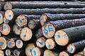 Symbolbid Holz
