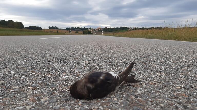Mehlschwalbe am Boden       -  Meldungen über tote und erschöpfte Mehlschwalben haben Vogelschützer aus mehreren Regionen Bayerns erreicht, unter anderem aus dem Landkreis Regensburg.