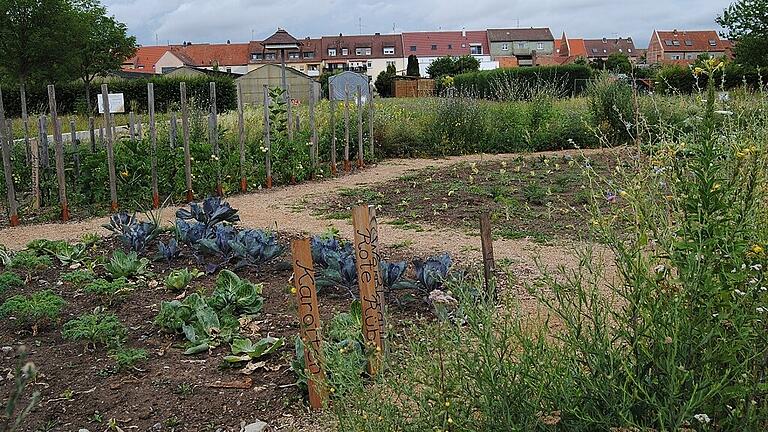 Der Kreisacker bildet ab, was auf den Feldern und Äckern im Landkreis wächst – und wegen der fehlenden Niederschläge und der großen Hitze vertrocknet. Das BNE-Team hat wegen des niedrigen Mainpegels jetzt die Bewässerung der Fläche eingestellt.