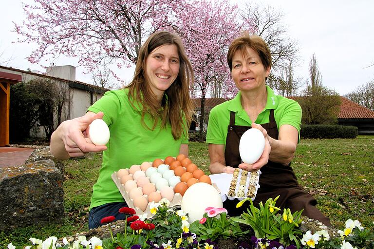 Enten-, Hühner-, Wachtel- und Gänse-Eier (von links) halten Larissa Weinmann und Monika Hegwein in die Kamera. Das Straußen-Ei im Blumenbeet vor der Geflügelzuchtanalge Kitzingen haben die beiden Frauen nur als Größenvergleich dazugelegt. Enten-, Hühner-, Wachtel- und Gänse-Eier (von links) halten Larissa Weinmann und Monika Hegwein in die Kamera. Das Straußen-Ei im Blumenbeet vor der Geflügelzuchtanalge Kitzingen haben die beiden Frauen nur als Größenvergleich dazugelegt.