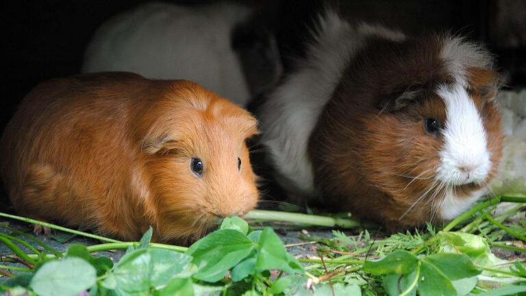 Saftiges Futter für Meerschweinchen.jpeg       -  Unverträglichkeiten beim Futter können Durchfall bei Meerschweinchen verursachen.