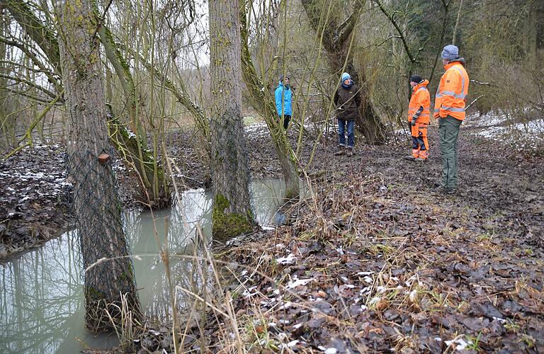 Große Bäume hat der Bauhof Euerbach zum Schutz vor dem Biber mit Maschendraht umgeben. Hier begutachten Bauhofleiter und Gerhard Weniger von der Unteren Naturschutzbehörde den Weg, der durch das hoch anstehende Wasser von Vernässung bedroht ist. Große Bäume hat der Bauhof Euerbach zum Schutz vor dem Biber mit Maschendraht umgeben. Hier begutachten Bauhofleiter und Gerhard Weniger von der Unteren Naturschutzbehörde den Weg, der durch das hoch anstehende Wasser von Vernässung bedroht ist.