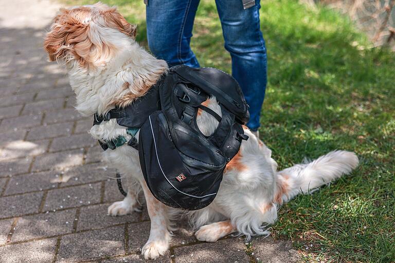 Sitzt schon mal ganz gut: Auch Moona bekommt einen Wanderrucksack umgeschnallt. Statt Zahnbürste und Co. ist in ihrem Rucksack aber Hundefutter.