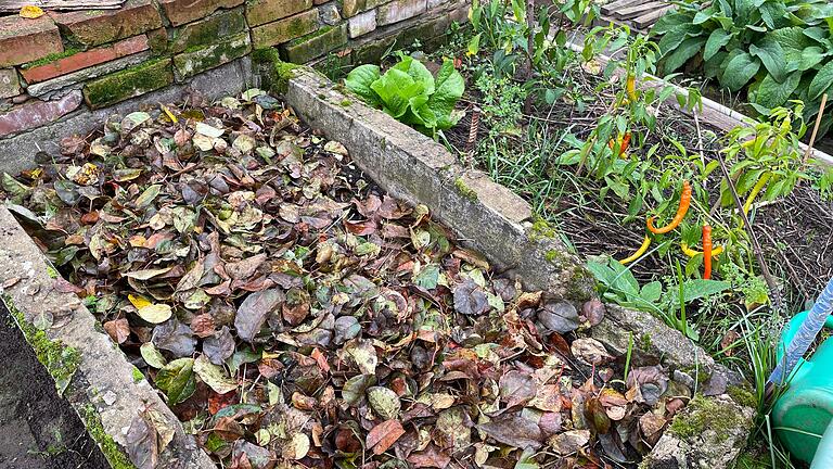 Gegen die Verdunstung: Alles, was an Rasen- und Staudenschnitt anfällt, kommt bei Elisabeth Fleuchaus im Frühjahr 20 Zentimeter dick als Mulch auf die Gemüse-Beete. Gegen die Verdunstung: Alles, was an Rasen- und Staudenschnitt anfällt, kommt bei Elisabeth Fleuchaus im Frühjahr 20 Zentimeter dick als Mulch auf die Gemüse-Beete.