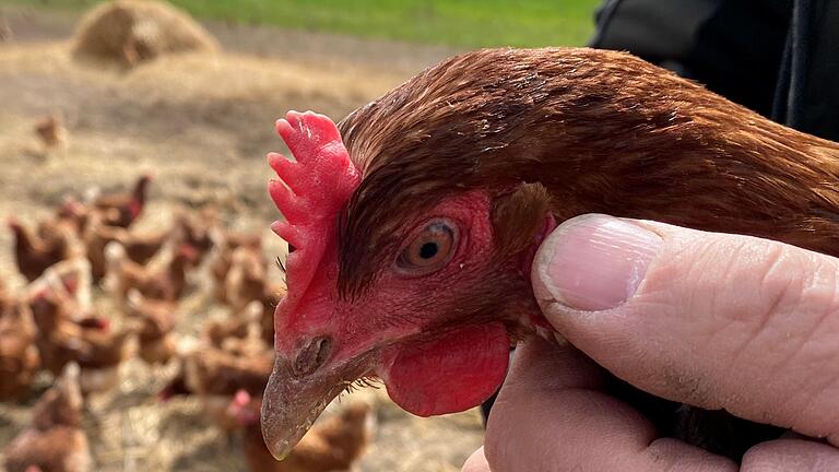 An der Farbe der sogenannten Ohrscheiben neben den Augen kann man erkennen, welche Farbe die Eier haben, die eine Henne legt – bei diesem Huhn ist das&nbsp;braun.