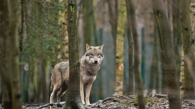 Der Wolf wird wieder heimisch im Spessart&nbsp; (Symbolbild).