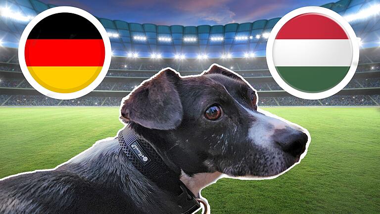 Das EM-Orakel aus Würzburg, Fiete, tippt die Spiele der EM 2024 mit deutscher Beteiligung. Heute: Deutschland gegen Ungarn. Das EM-Orakel aus Würzburg, Fiete, tippt die Spiele der EM 2024 mit deutscher Beteiligung. Heute: Deutschland gegen Ungarn.