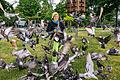 Die Tierschützerin Heike Pauline Grauf auf dem Taubenplatz vor dem Hauptbahnhof in Würzburg. Am Donnerstag steht sie für ihre Fütterungsaktionen vor Gericht.