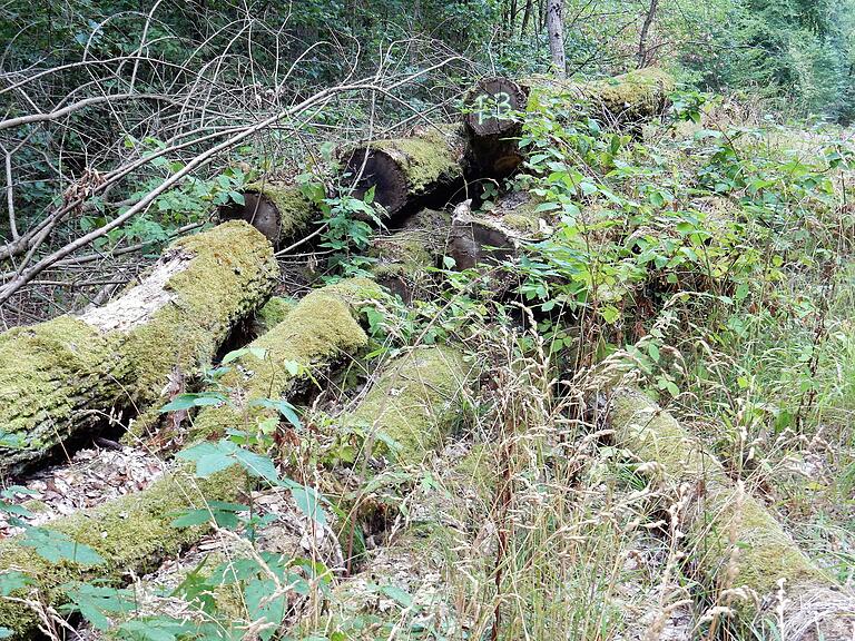 Das wird es künftig nicht mehr geben: Eichenholzstämme, die nicht an den Mann gebracht wurden. Das wird es künftig nicht mehr geben: Eichenholzstämme, die nicht an den Mann gebracht wurden.