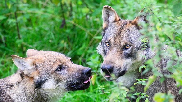 Auch Gerodas Gemeinderäte müssen sich mit dem Wolfsproblem beschäftigen.       -  Auch Gerodas Gemeinderäte müssen sich mit dem Wolfsproblem beschäftigen.